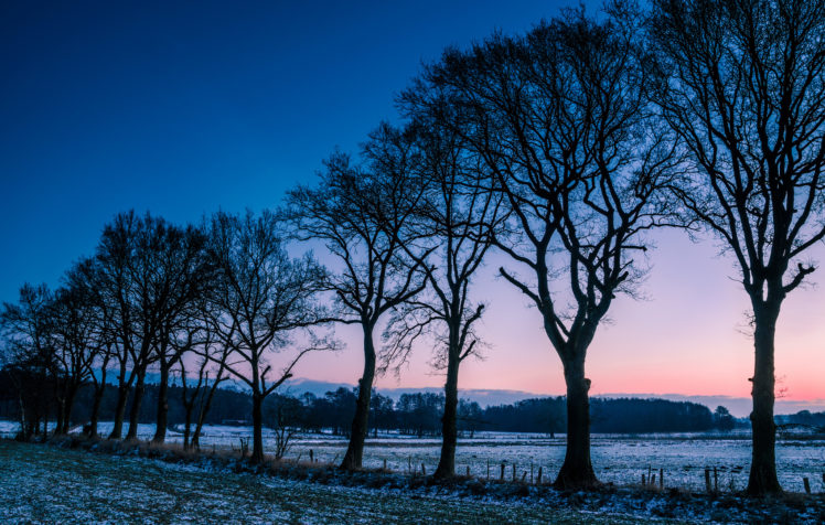 winter, Frost, Trees, Field, Morning, Norway HD Wallpaper Desktop Background