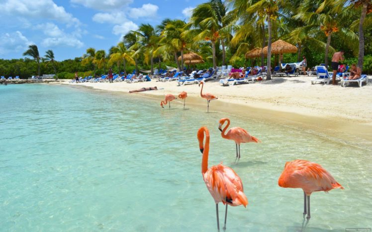flamingo, Summer, Beach, Beach, Tropical, Island, Water, Birds HD Wallpaper Desktop Background
