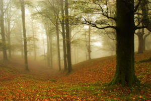 forest, Autumn, Trees, Leaves, Fog