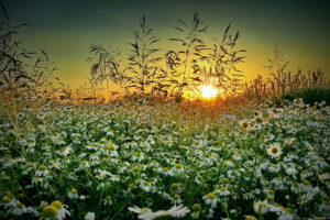grass, Chamomile, Sunset, Summer, Wildflower