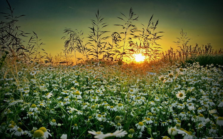 grass, Chamomile, Sunset, Summer, Wildflower HD Wallpaper Desktop Background