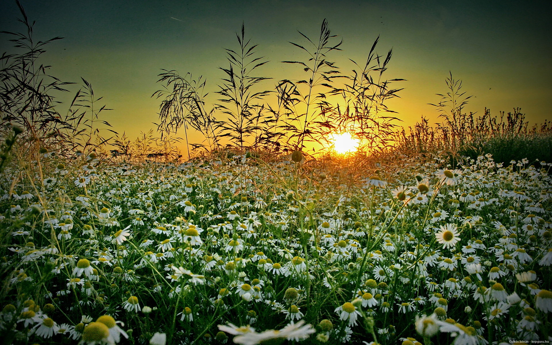 grass, Chamomile, Sunset, Summer, Wildflower Wallpaper