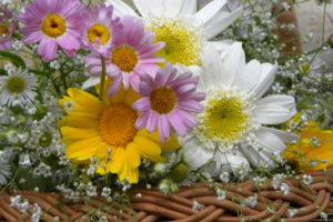 marguerite, Summer, Flowers, Bouquet