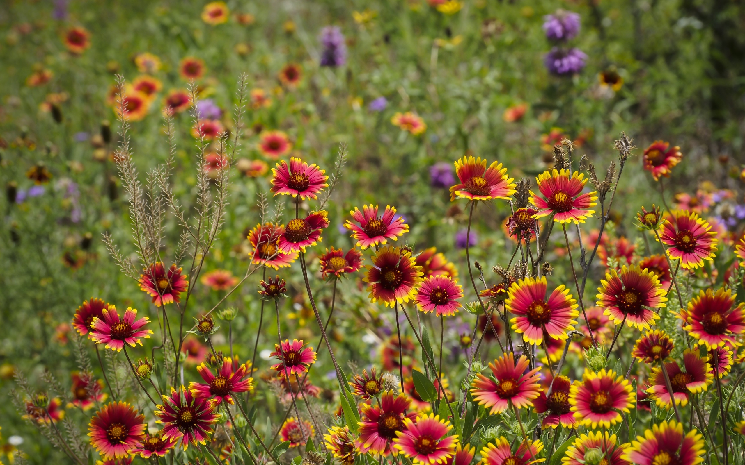 field, Grass, Flowers, Macro, Bokeh Wallpaper