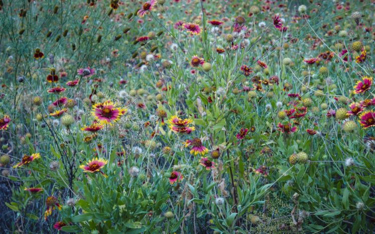 field, Grass, Flowers, Macro, Bokeh HD Wallpaper Desktop Background