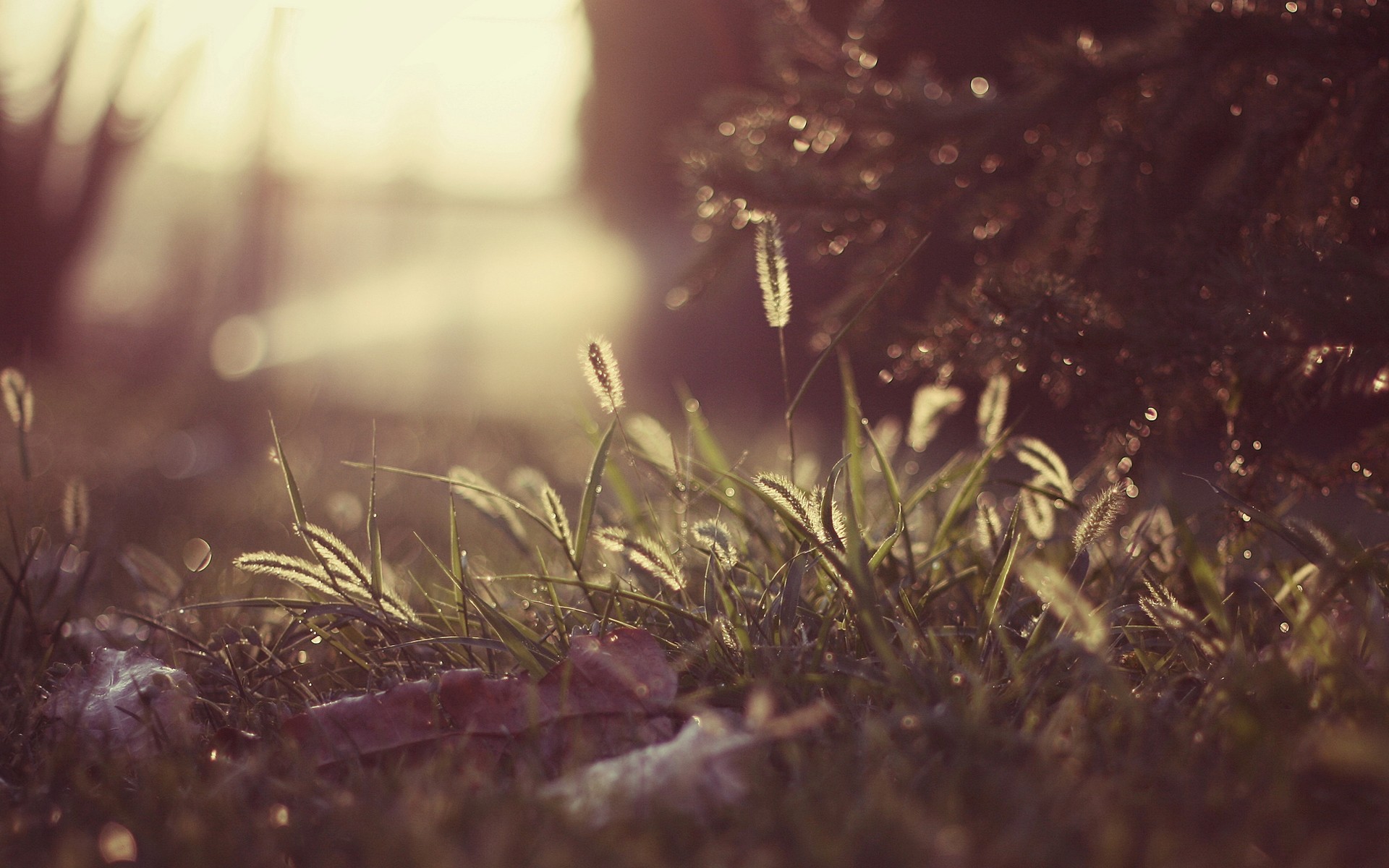 grass, Warm, Macro Wallpaper