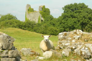 sheep, Ruins, Castle