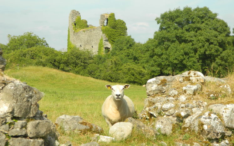 sheep, Ruins, Castle HD Wallpaper Desktop Background