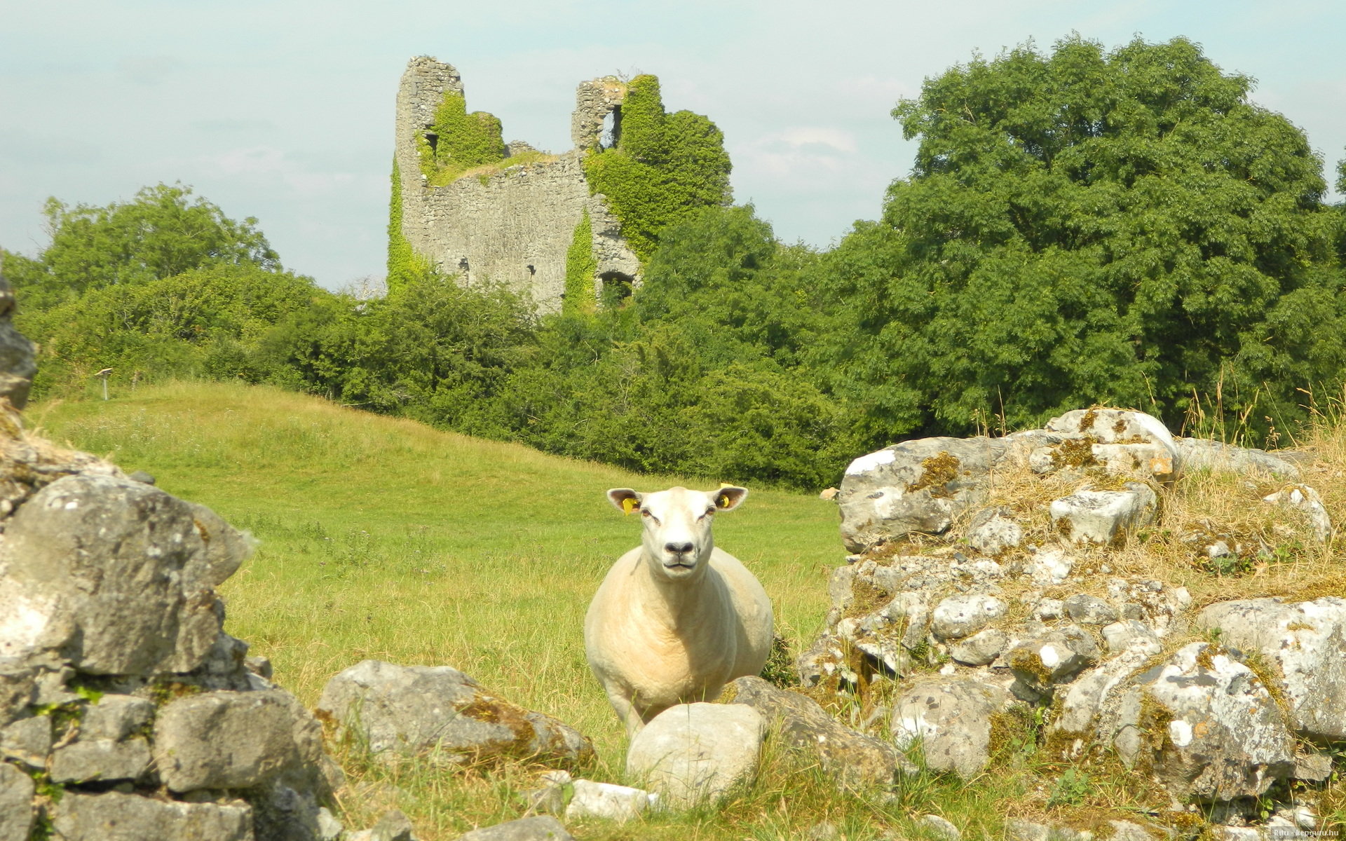 sheep, Ruins, Castle Wallpaper