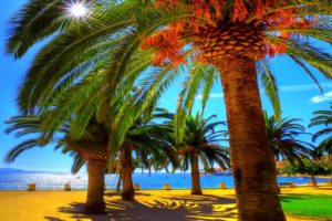 summer, Palm, Beach, Shadow