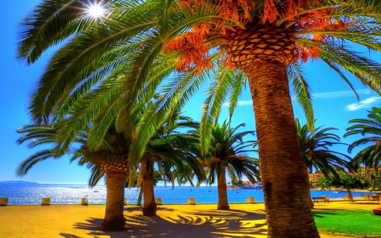 summer, Palm, Beach, Shadow HD Wallpaper Desktop Background
