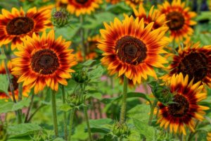 sunflowers, Sun, Field, Sunflower