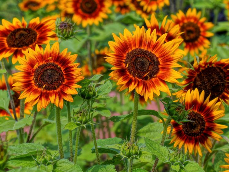 sunflowers, Sun, Field, Sunflower HD Wallpaper Desktop Background