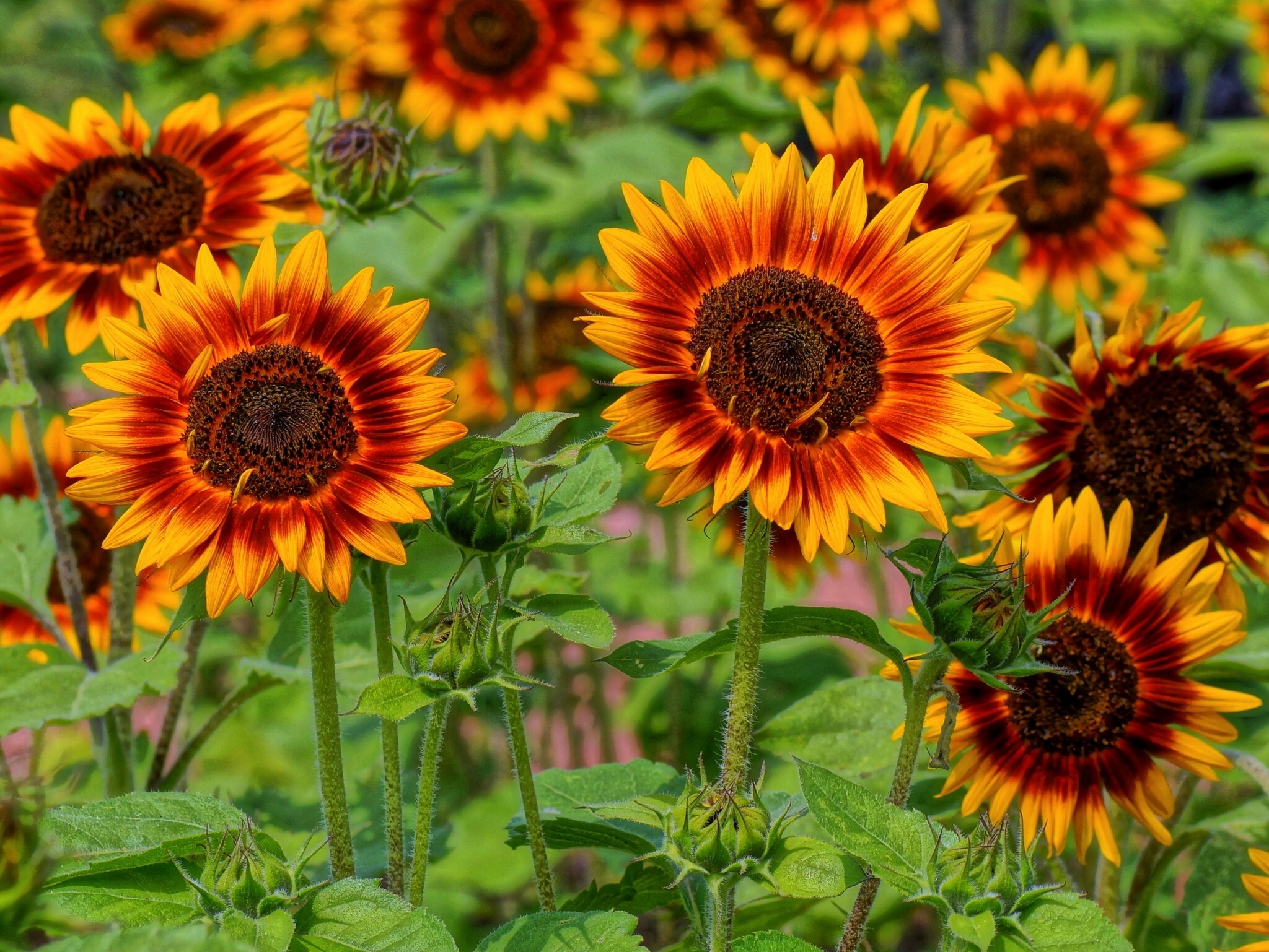 sunflowers, Sun, Field, Sunflower Wallpaper