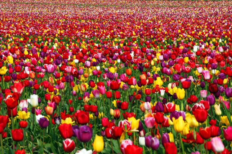 tulip, Field HD Wallpaper Desktop Background