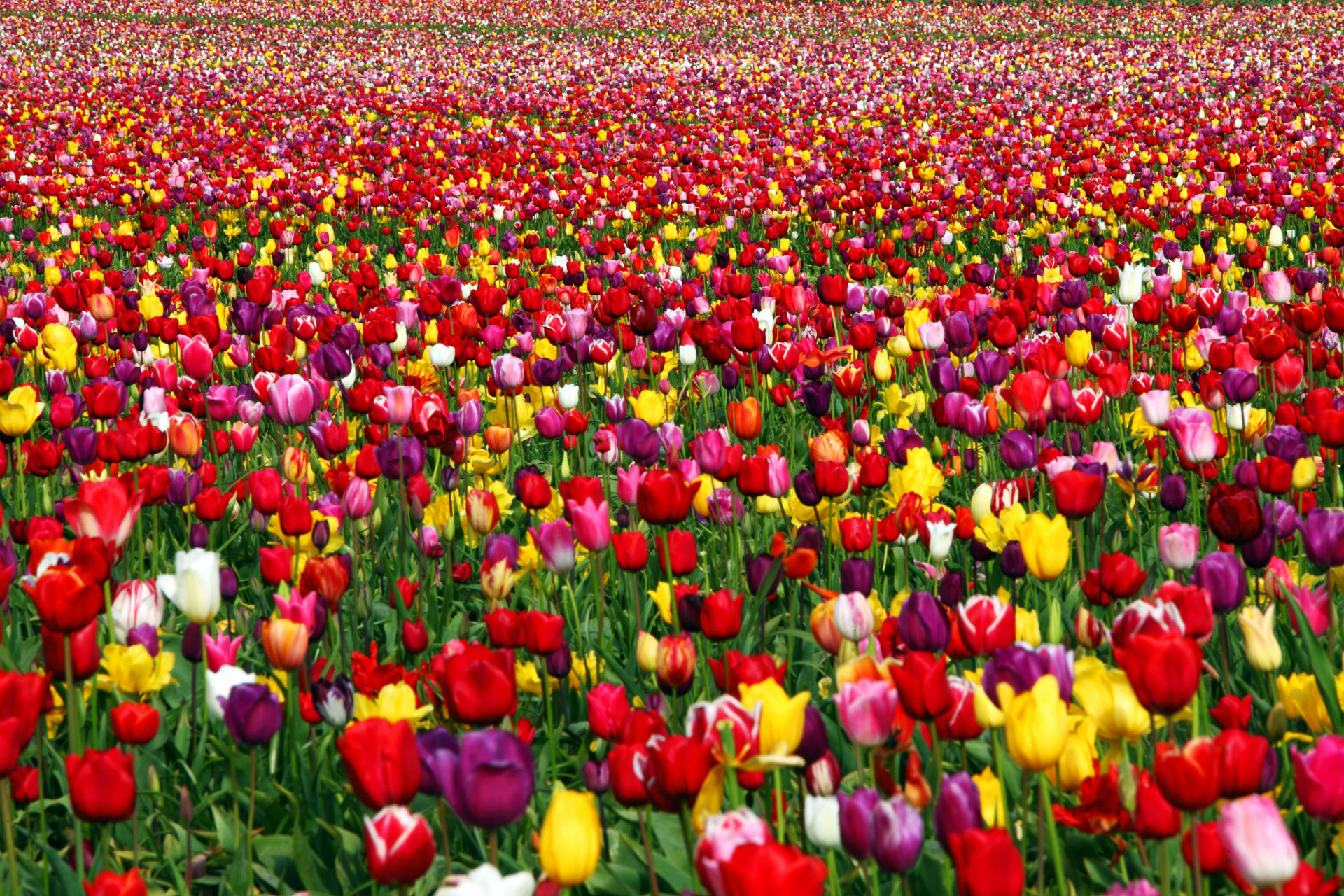 tulip, Field Wallpaper