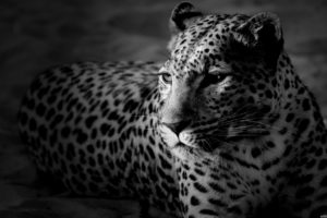 animals, Monochrome, Leopards