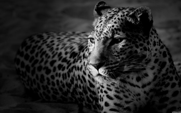 animals, Monochrome, Leopards HD Wallpaper Desktop Background