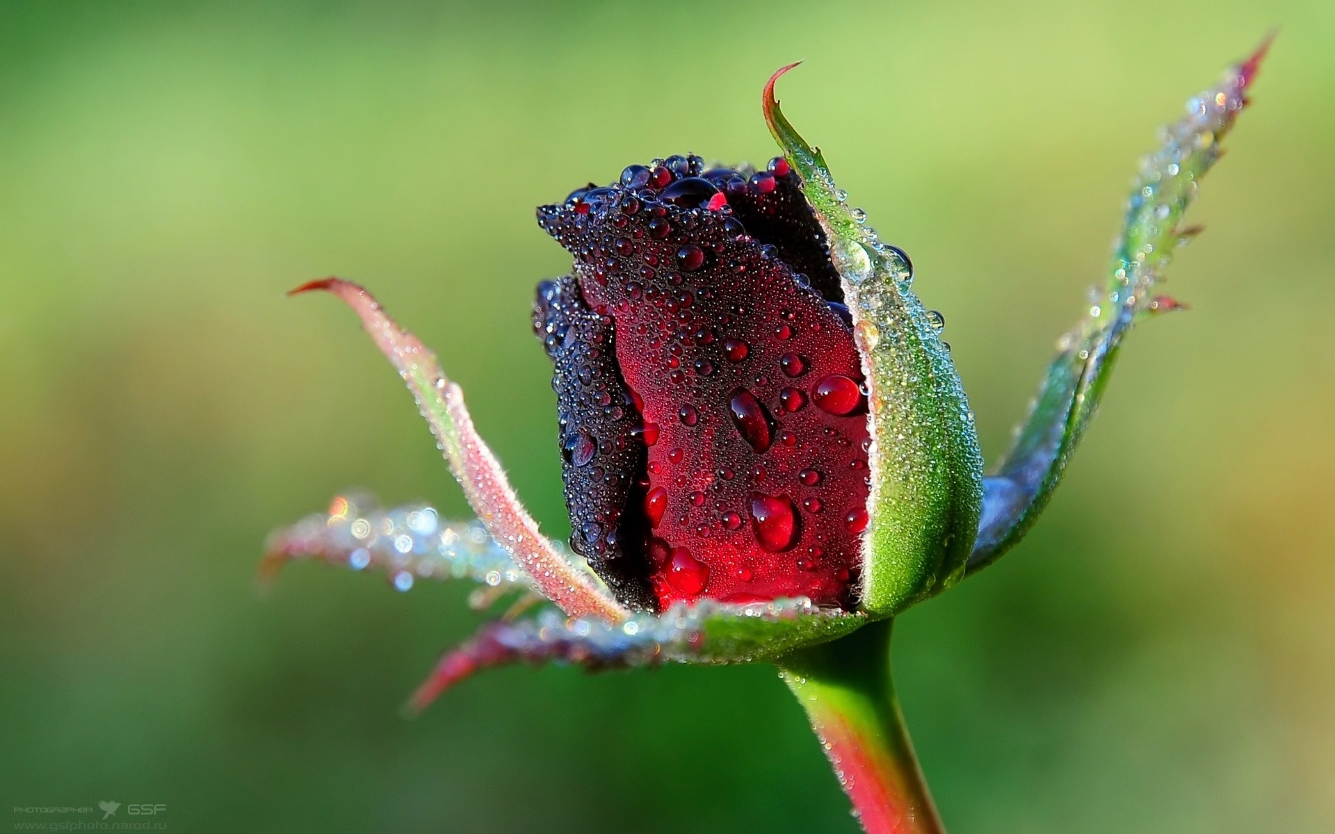 nature, Flowers, Depth, Of, Field, Roses Wallpaper