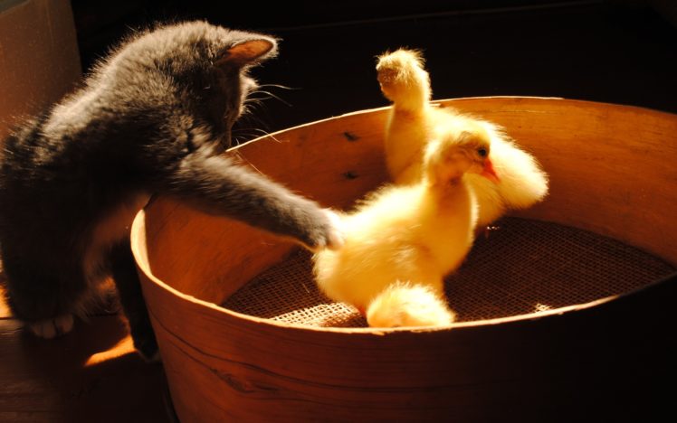 kitty, Playing, With, Ducks HD Wallpaper Desktop Background