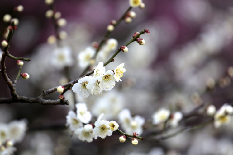 spring, Blossom, Tree, Branches, Flowers, Fruit HD Wallpaper Desktop Background