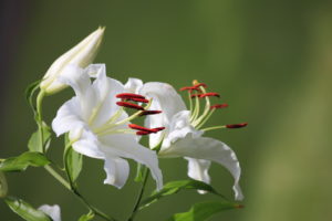 lilies, White, Flowers