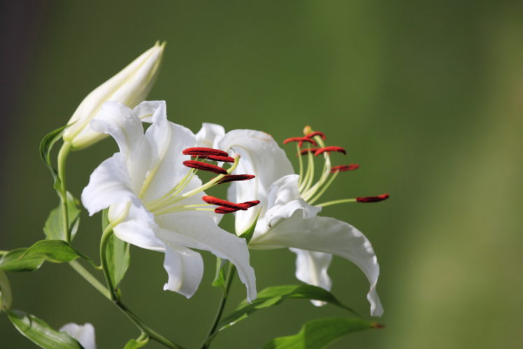 lilies, White, Flowers HD Wallpaper Desktop Background