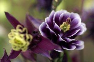 nature, Flowers, Purple