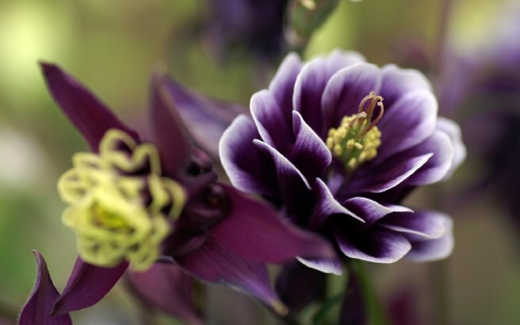 nature, Flowers, Purple HD Wallpaper Desktop Background