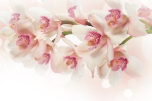 white, Orchid, Flowers, Pink