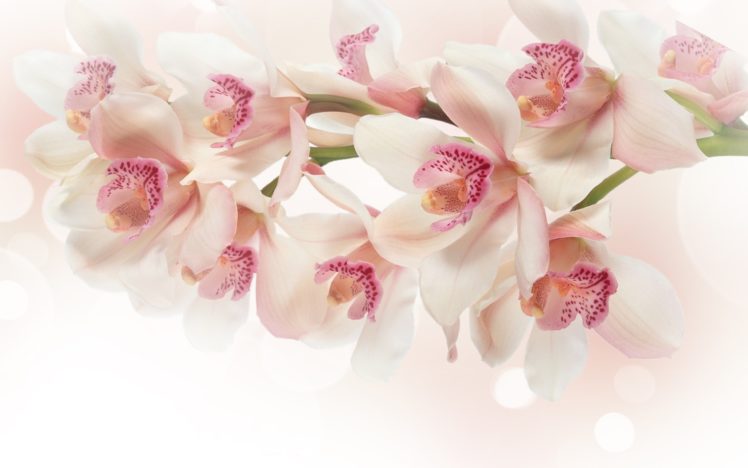 white, Orchid, Flowers, Pink HD Wallpaper Desktop Background