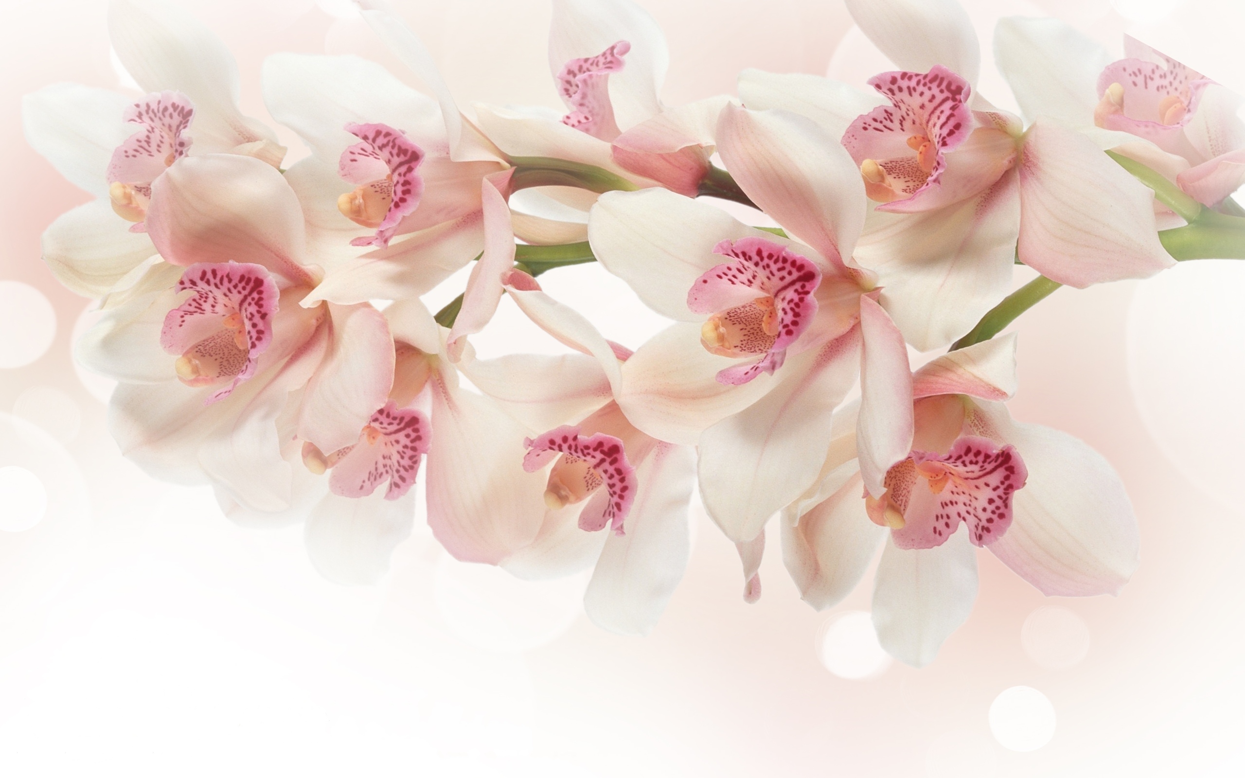 white, Orchid, Flowers, Pink Wallpaper