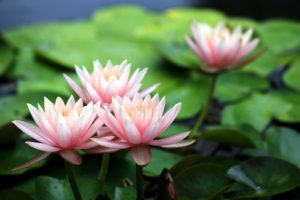 pink, Water, Lily, Lilies, Flowers, Petals