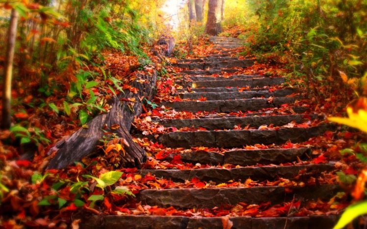 stairs, Park, Trees, Leaves, Autumn, Fall HD Wallpaper Desktop Background