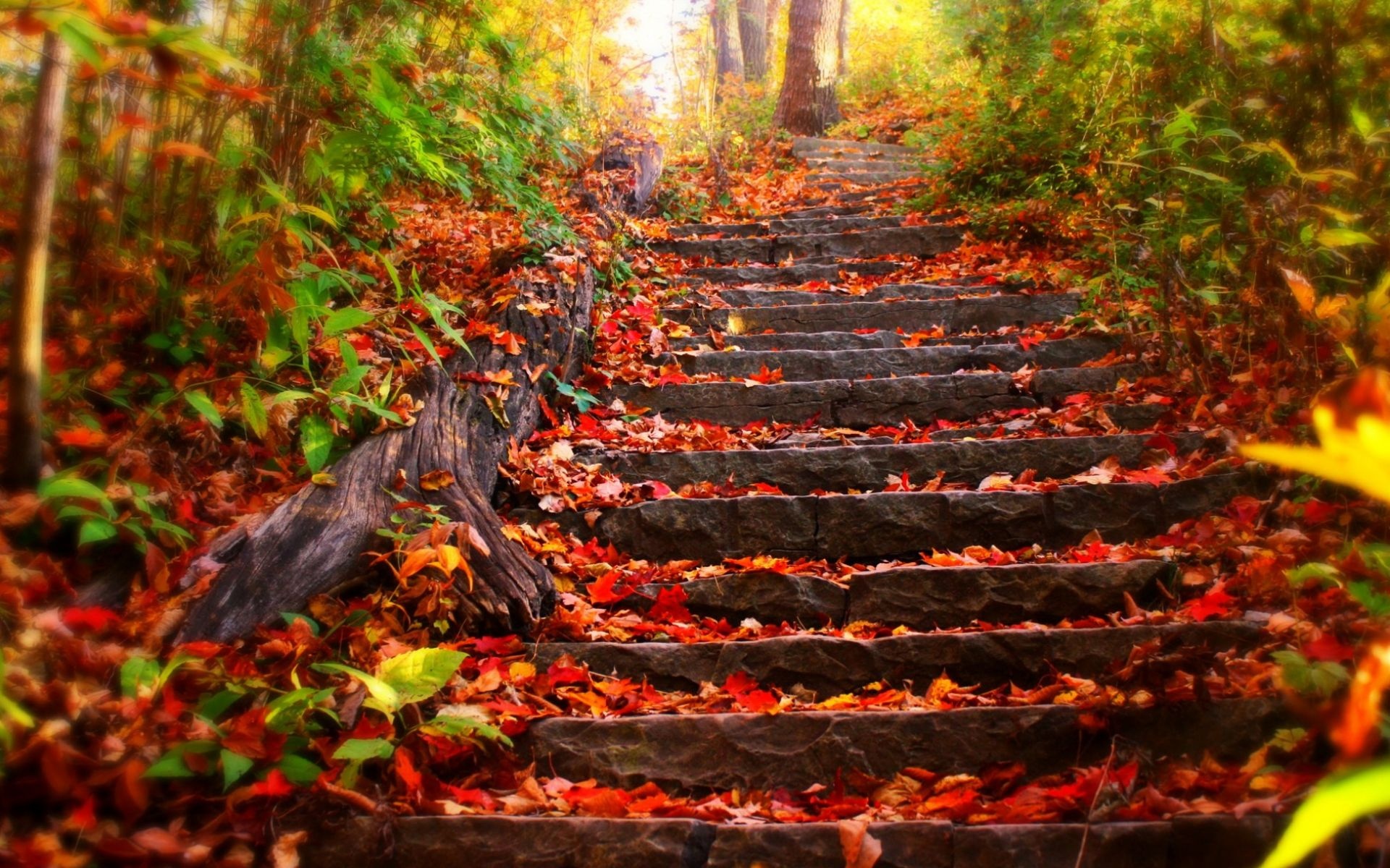 stairs, Park, Trees, Leaves, Autumn, Fall Wallpaper