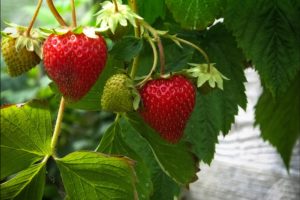 strawberry, Berry, Red, Green, Leaves