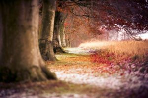 autumn, Fall, Tree