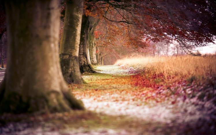 autumn, Fall, Tree HD Wallpaper Desktop Background