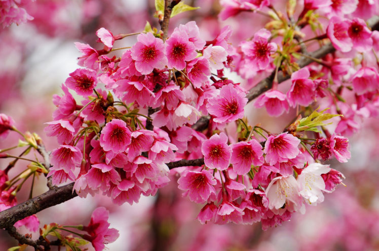 cherry, Branch, Flower, Macro, Spring HD Wallpaper Desktop Background