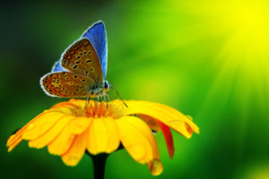 close up, Wallpaper, Butterfly, Insect, Flower, Drops, Yellow, Green, Brigh