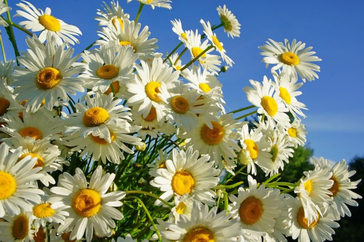 daisies, Summer, Sun HD Wallpaper Desktop Background