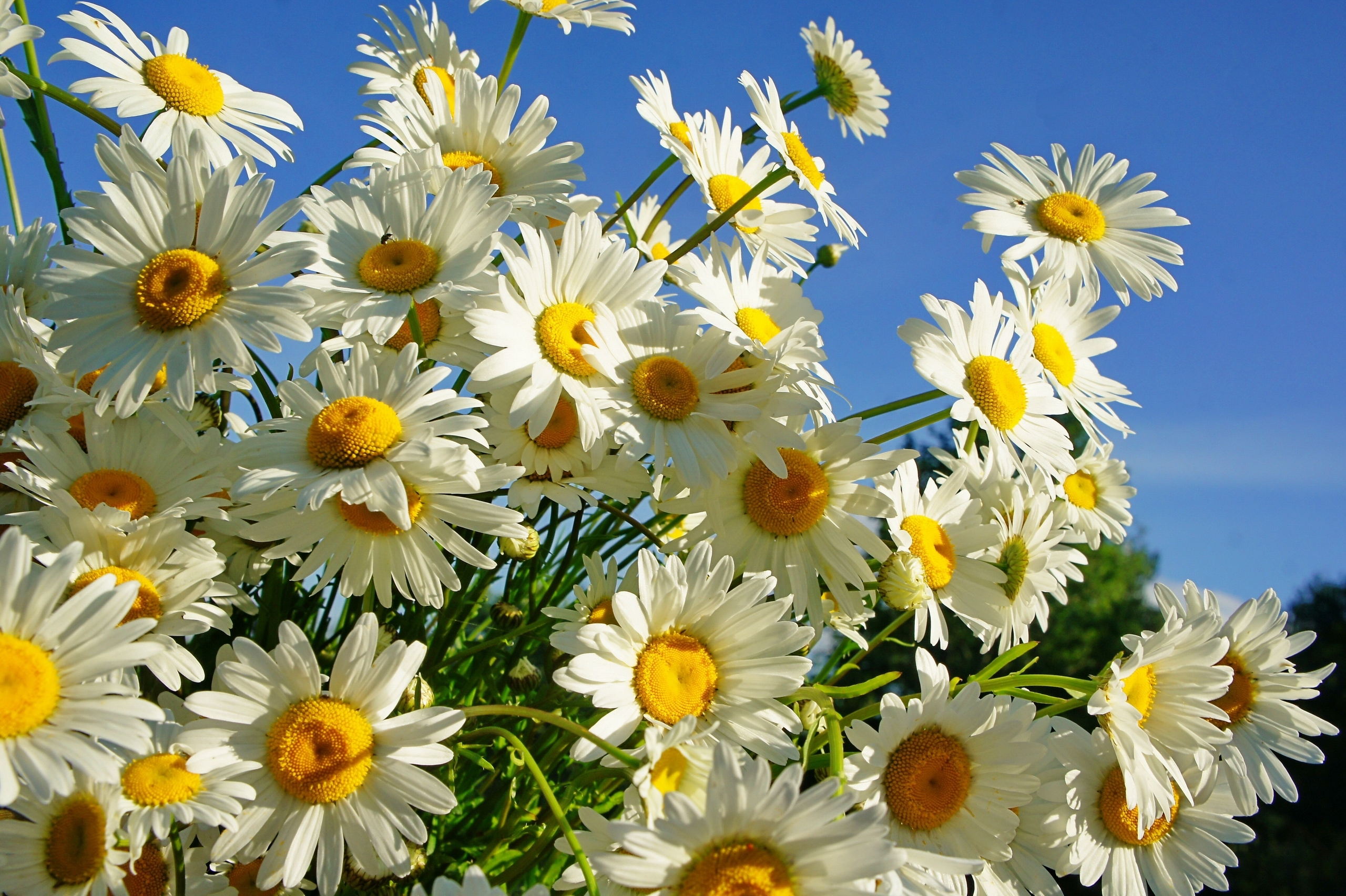 daisies, Summer, Sun Wallpaper