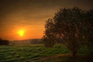sunset, Landscapes, Nature, Trees, Fields, Skyscapes