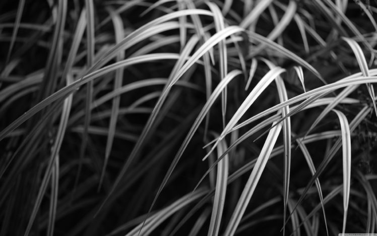 grass, Monochrome HD Wallpaper Desktop Background