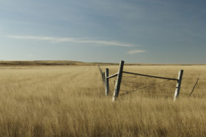 fence, In, The, Field