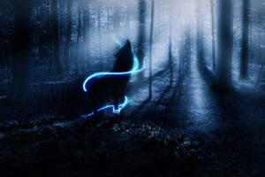 wolf, Wolves, Fantasy, Forest, Bokeh, Trees, Night, Mood