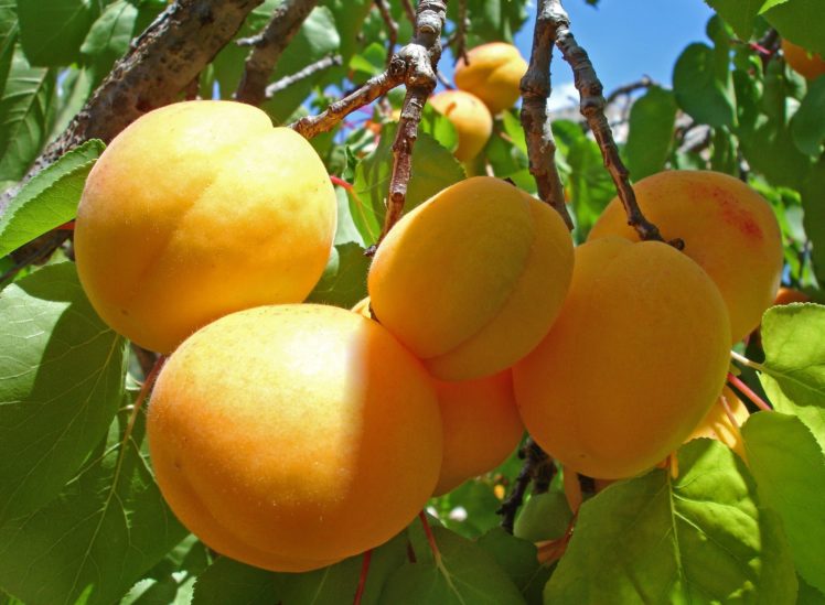 apricots, Fruit, Leaves HD Wallpaper Desktop Background