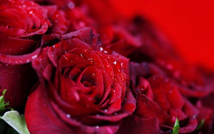 bouquet, Roses, Drops HD Wallpaper Desktop Background