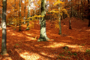 tree, Forest, Wood, Autumn, Fall, Season, Leaves