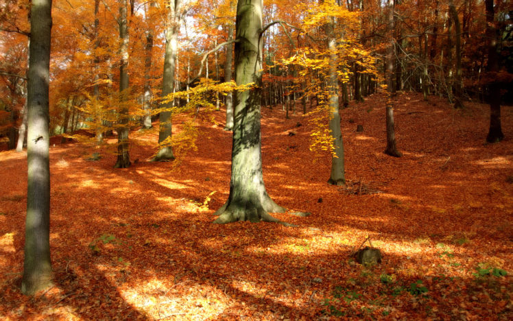 tree, Forest, Wood, Autumn, Fall, Season, Leaves HD Wallpaper Desktop Background